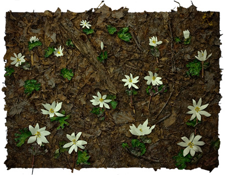 Bloodroot